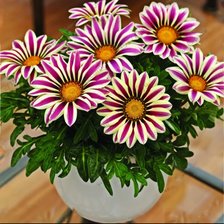 Схема вышивки «№2335910»