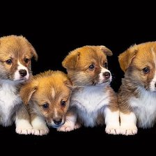 Схема вышивки «№2335916»