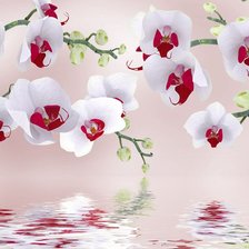 Схема вышивки «Orquídea.»