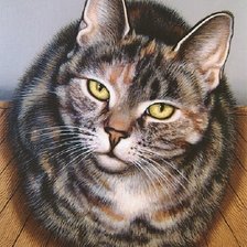 Схема вышивки «Gato.»