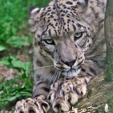 Схема вышивки «Leopardo.»