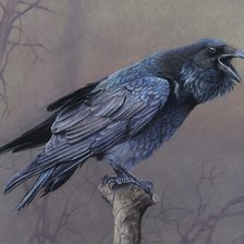 Схема вышивки «Corvo.»