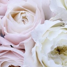 Схема вышивки «Пионы»