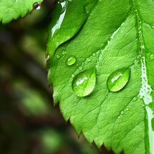 Схема вышивки «Лист с росой»