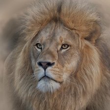 Схема вышивки «LEÃO»