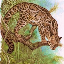 Схема вышивки «Gato.selvagem.»