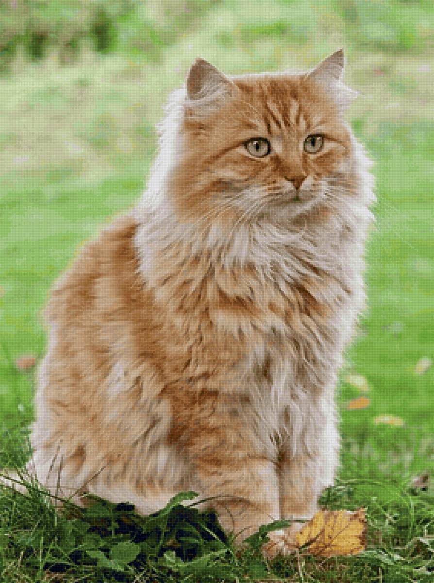 Gato. - animais. - предпросмотр