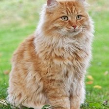 Схема вышивки «Gato.»