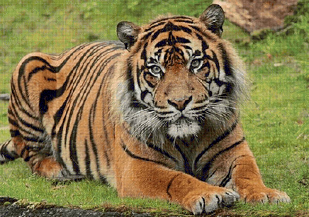 Tigre. - animais. - предпросмотр