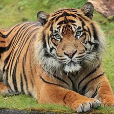 Схема вышивки «Tigre.»