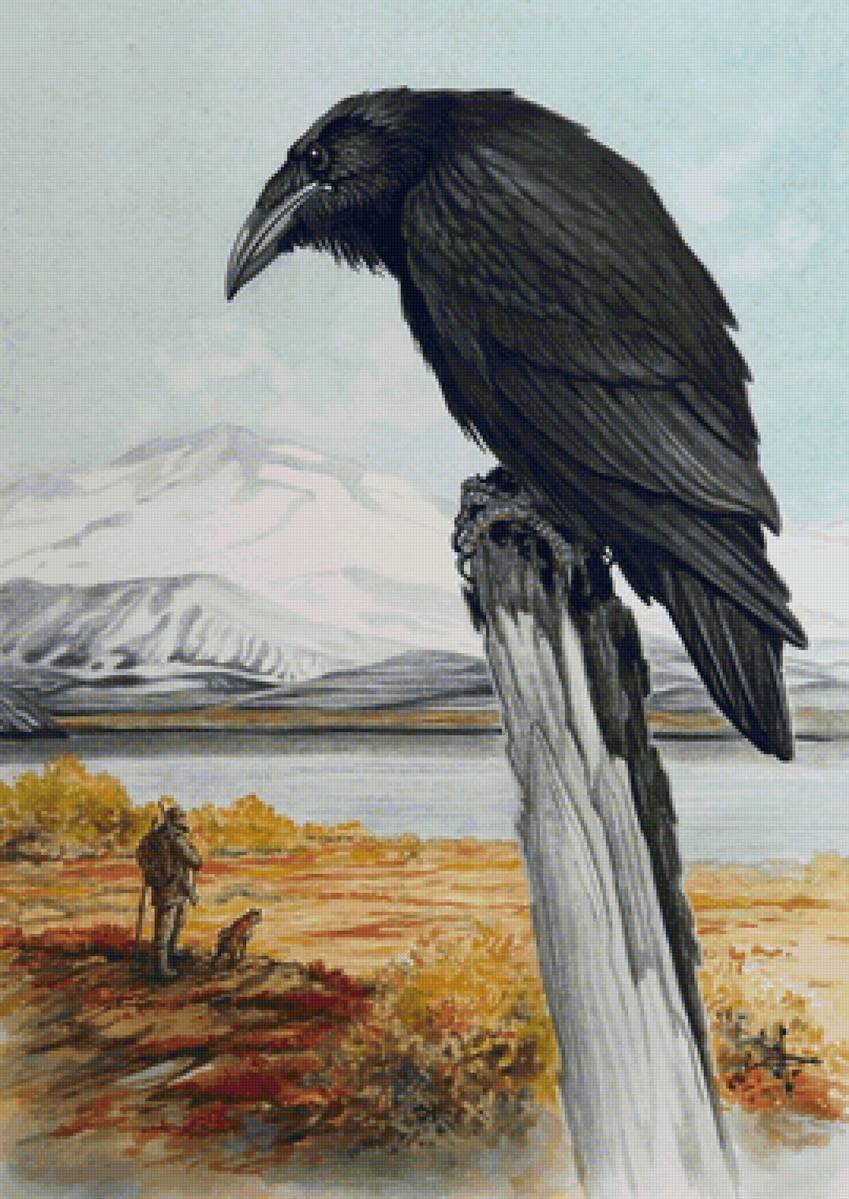 Corvo. - pássaro. - предпросмотр