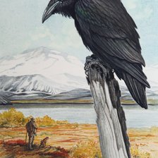 Схема вышивки «Corvo.»