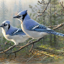 Схема вышивки «Голубые сойки»