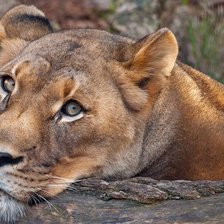 Схема вышивки «Animais selvagens.»
