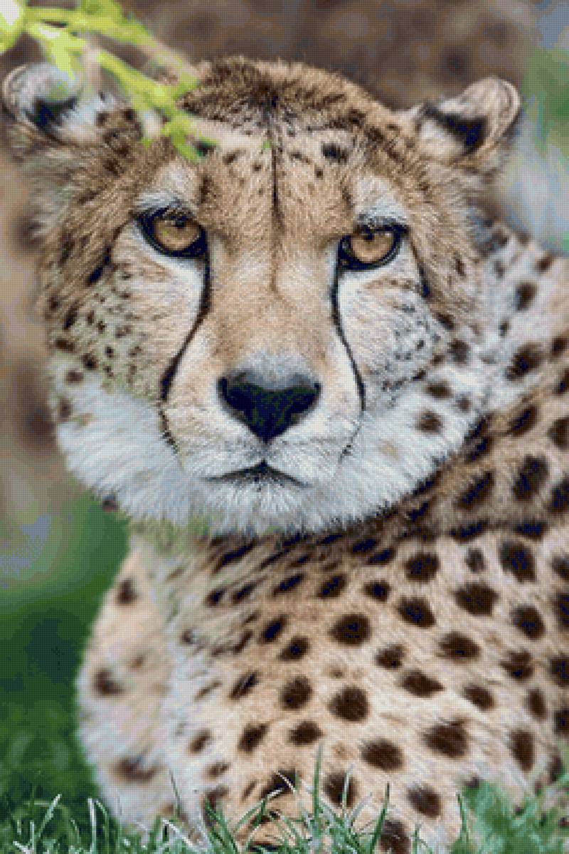 Animais selvagens. - animais. - предпросмотр