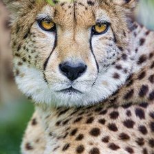 Схема вышивки «Animais selvagens.»