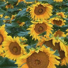 Схема вышивки «Girassóis»