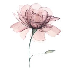 Схема вышивки «№2338084»