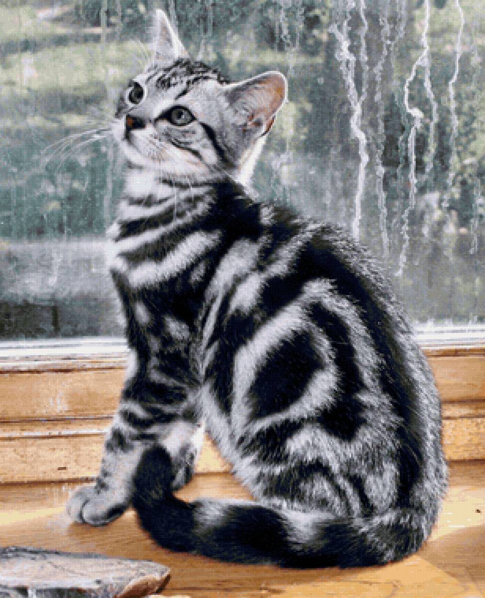 Gato. - animais. - предпросмотр