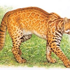 Схема вышивки «Animais selvagens.»