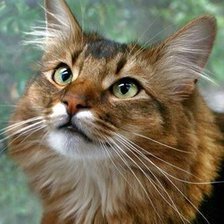 Схема вышивки «Gato.»