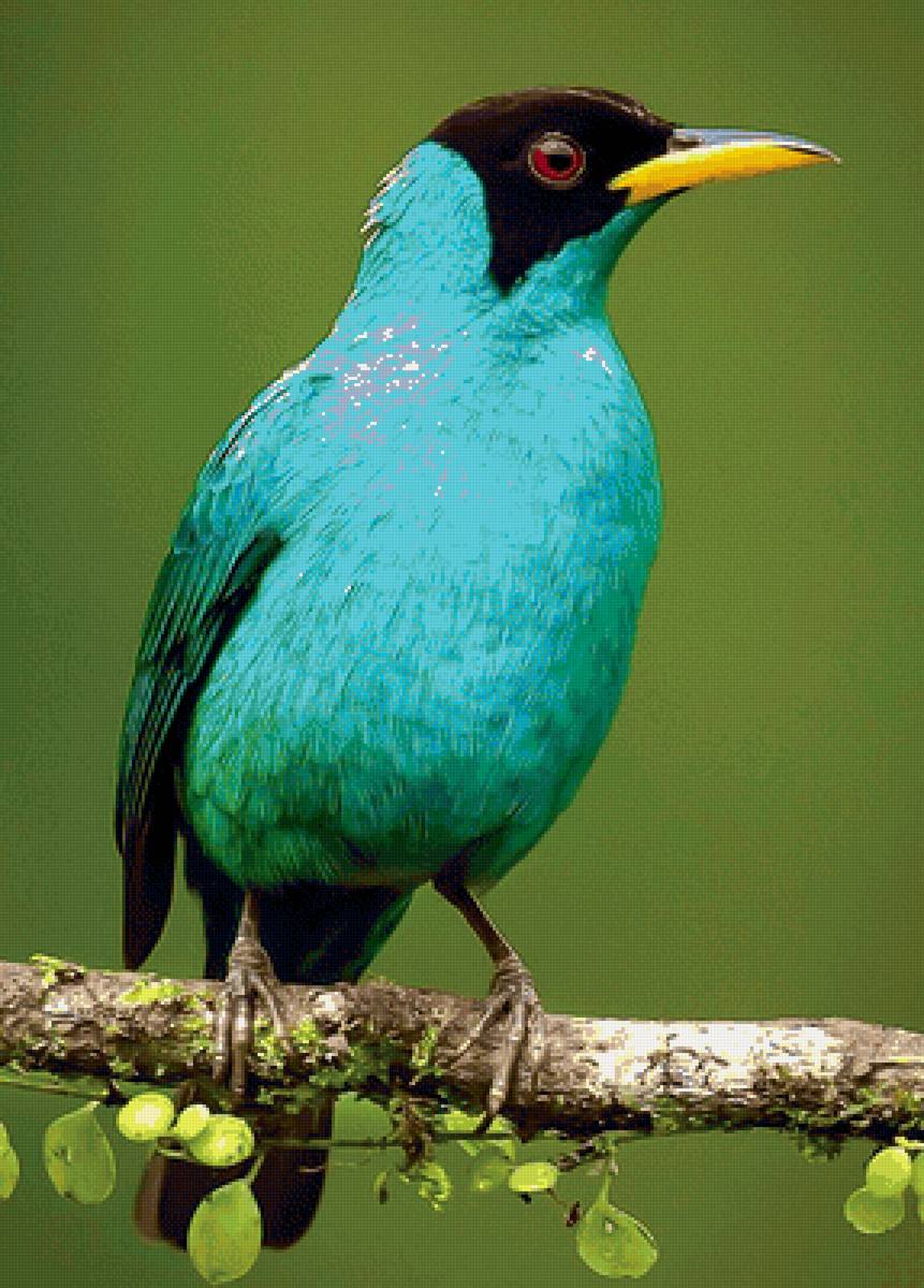 Pássaro. - pássaro. - предпросмотр