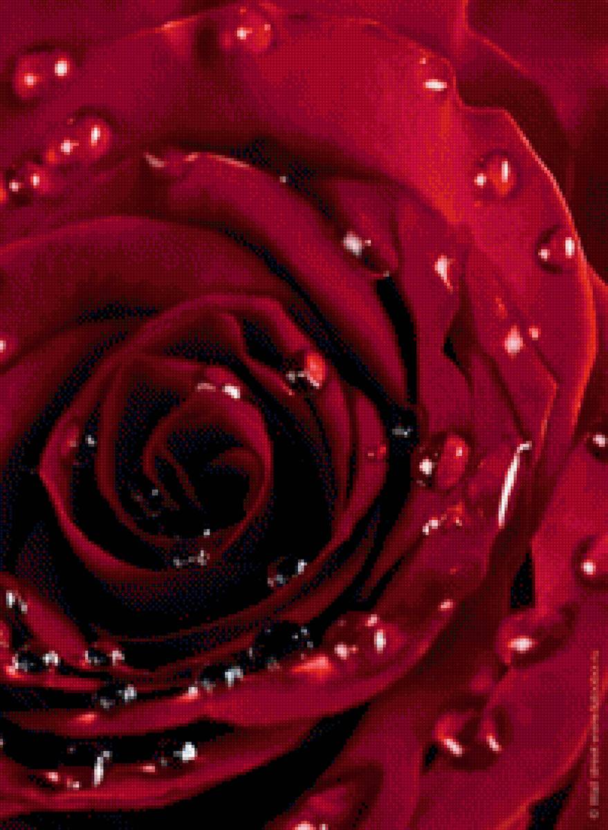 Красная роза - роза, розы, цветы - предпросмотр