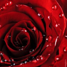 Красная роза