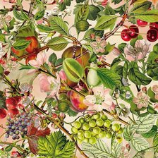 Схема вышивки «БАРБАРА БЕР.  ФРУКТЫ»