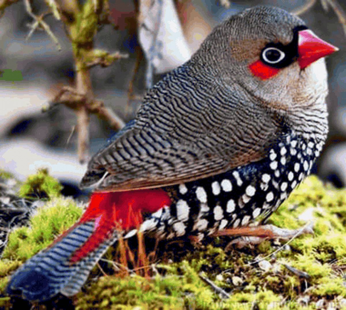 Pássaro. - pássaro. - предпросмотр