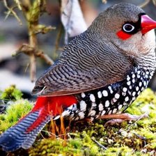 Схема вышивки «Pássaro.»