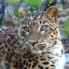 Схема вышивки «Leopardo.»