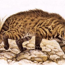 Схема вышивки «Gato.selvagem.»