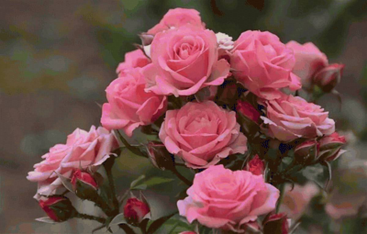 rosas - rosas, flores - предпросмотр