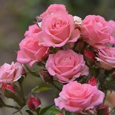 Схема вышивки «rosas»