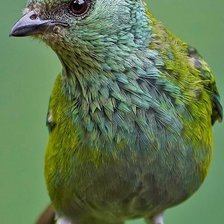 Схема вышивки «Pássaro.»