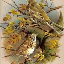 Схема вышивки «pasari»