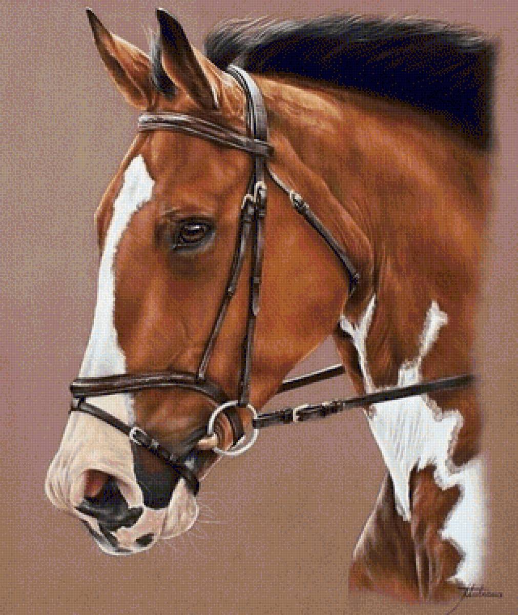 CABALLO - предпросмотр