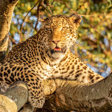 Схема вышивки «Леопард»