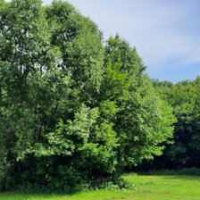 Схема вышивки «Сокорь»