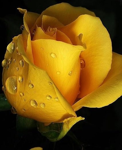 Роза - оригинал