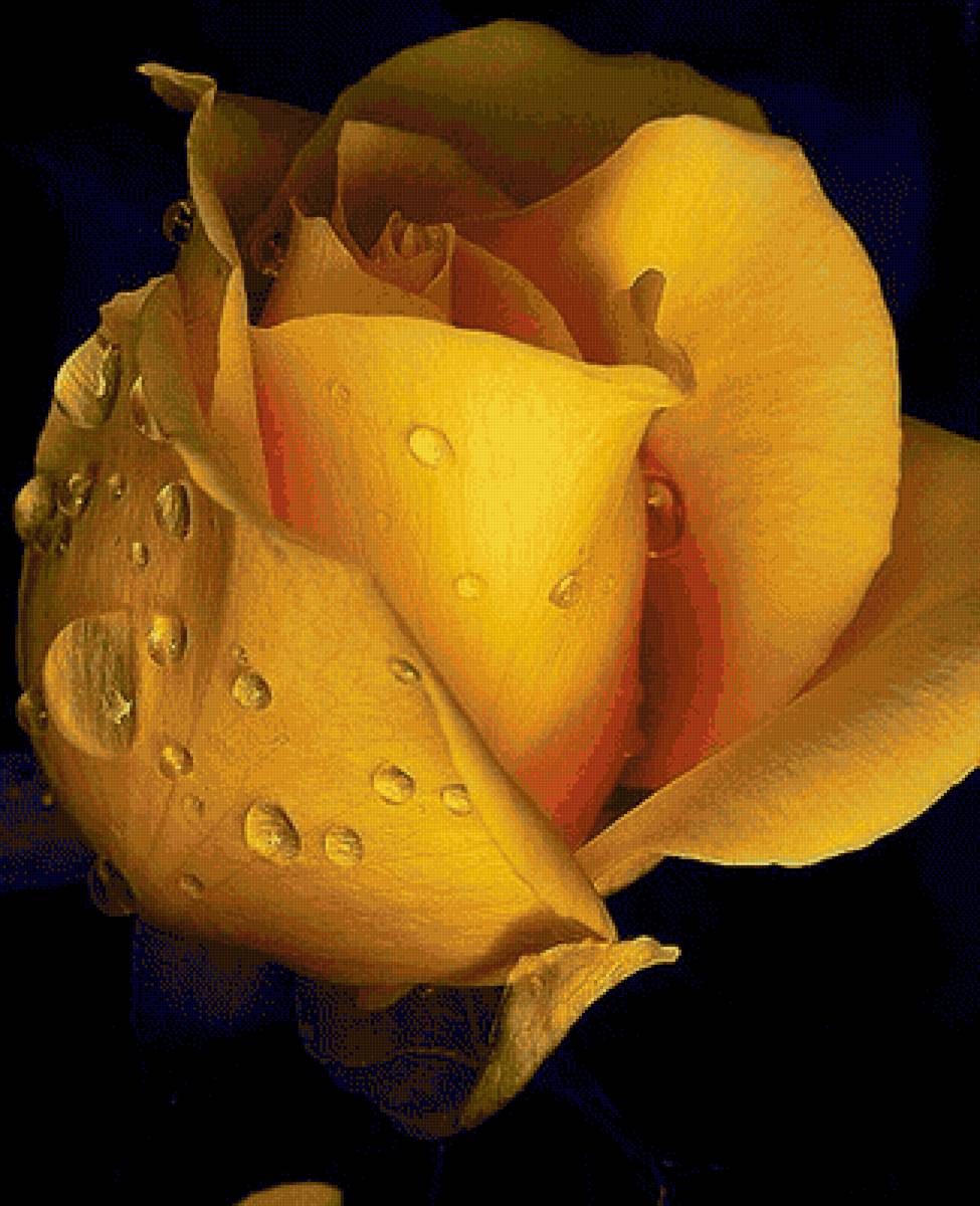 Роза - предпросмотр