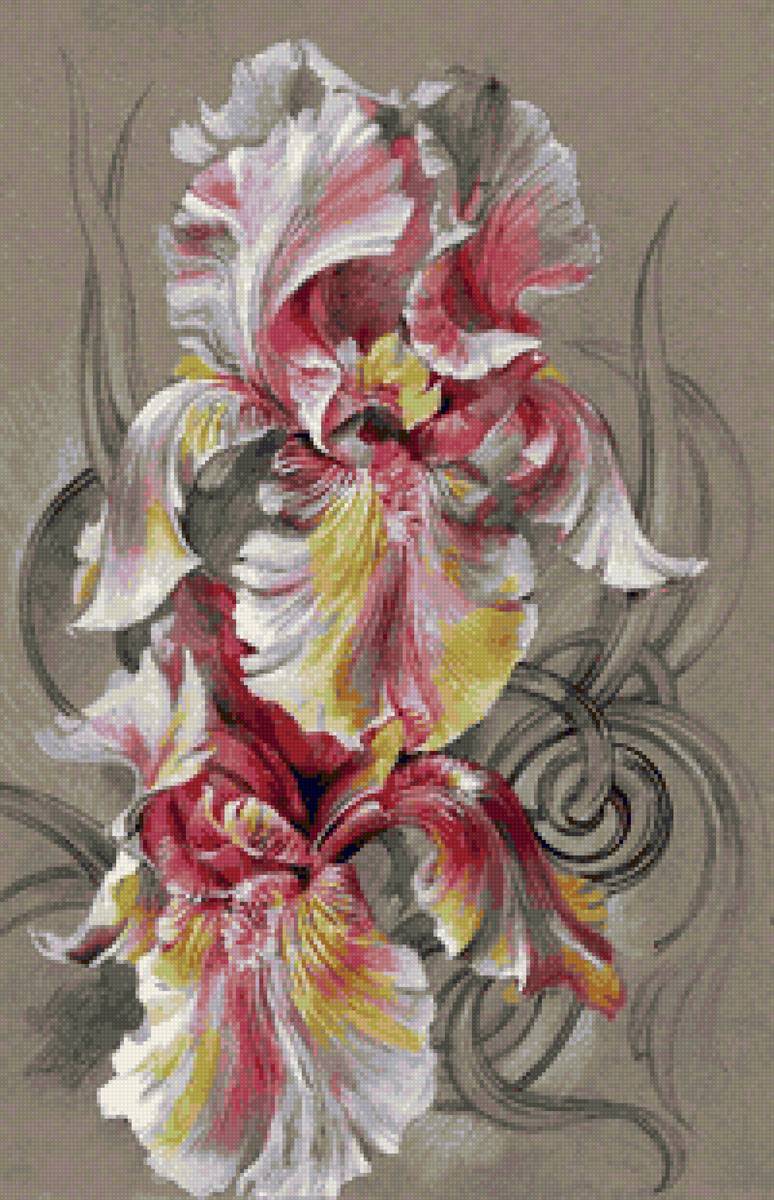 Ирисы "дыхание нежности" - ирис, ирисы - предпросмотр