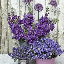 Схема вышивки «Цветы»