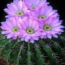 Схема вышивки «Кактус»