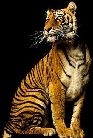 Тигр - оригинал