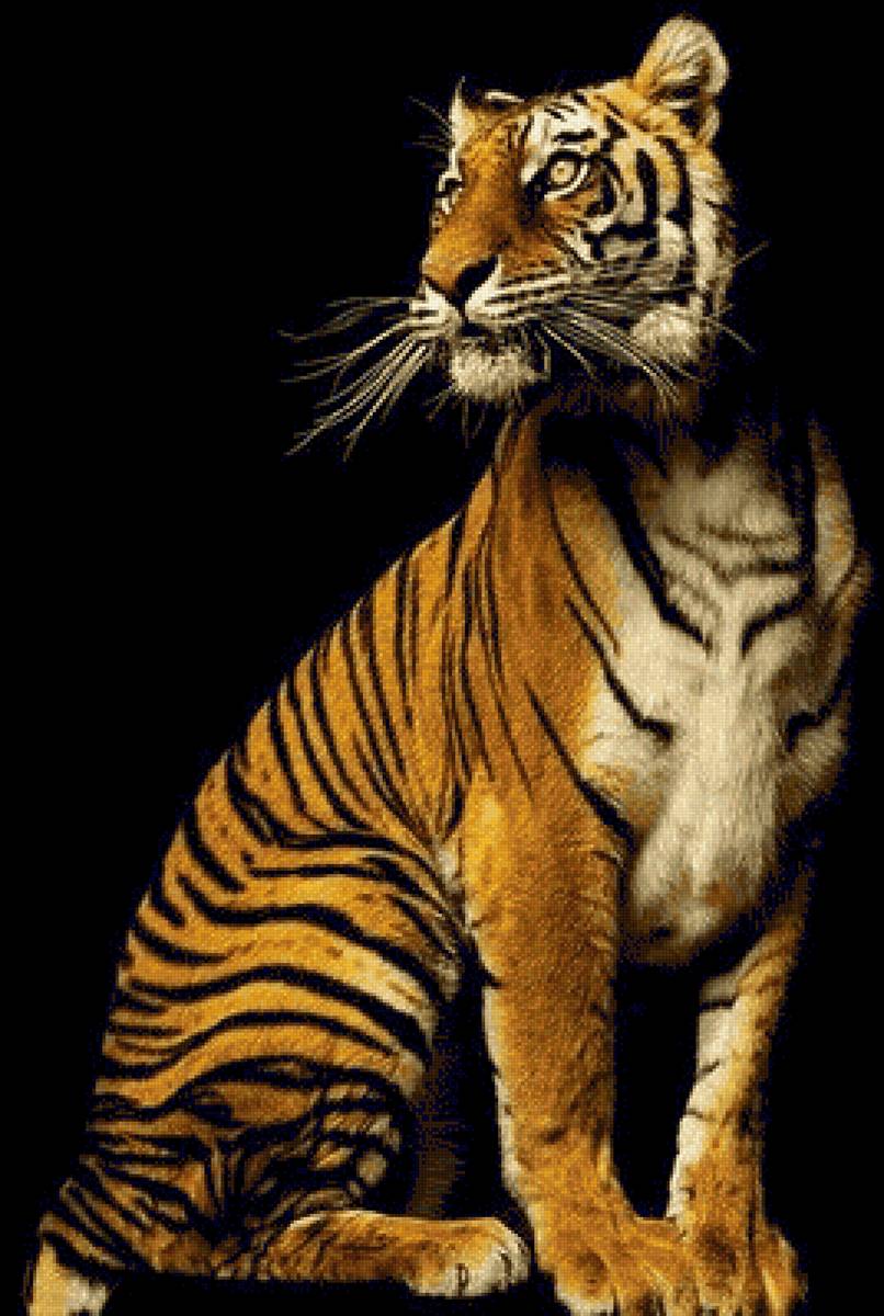 Тигр - предпросмотр