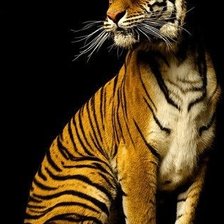 Схема вышивки «Тигр»