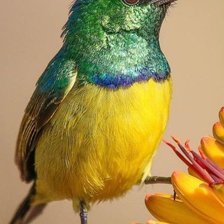 Схема вышивки «Pássaro.»