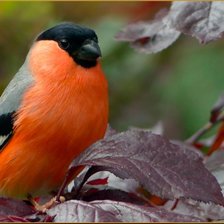 Схема вышивки «Снегирь»